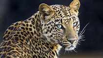 [1280x720] Leopard | Animal wallpaper, Animal articles, Animals
