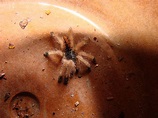 Tarántula bebé [Baby Tarantula] | Lugar: Finca La Pomarrosa,… | Flickr