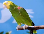 Loro de cabeza amarilla (Amazona oratrix) - Picture Bird