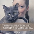 50 Cat Quotes That Only Feline Lovers Would Understand | Cat quotes ...