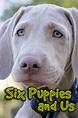 "Six Puppies and Us" Episode #1.1 (TV Episode 2015) - IMDb