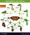 Butterfly life cycle infographics Royalty Free Vector Image