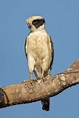 Laughing falcon - Wikipedia