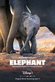 Elephant (2020) | Film, Trailer, Kritik