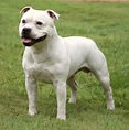 Staffordshire Bull Terrier Breed Guide - Learn about the Staffordshire ...