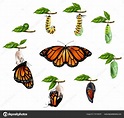 Lebenszyklus des Schmetterlings realistisch eingestellt - Vektorgrafik ...