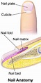 Nail (anatomy) - Wikipedia