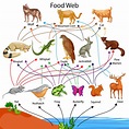 Biology: Food Chain: Level 2 activity for kids | PrimaryLeap.co.uk