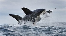 The great white shark / El gran tiburon blanco: tiburon blanco cazando ...