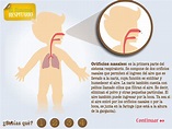 Sistema Respiratorio - Portal Aprender | Sistema respiratorio ...