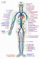 aparato circulatorio sanguíneo sangre arteria vena arterial venoso ...