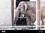 elephant, Safari Park (Sa Coma, Mallorca Stock Photo - Alamy
