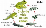 Ciclo de vida de la rana: fases y sus características (con imágenes)