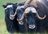Los [4 Animales de la Tundra] más Conocidos y Famosos