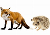 Fox Hunting: Why We Need More Than Hedgehog Leaders | BIZCATALYST 360°