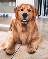 7 raças de cachorros grandes se você está pensando em adotar um pet ...