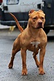 Great posture | Pitbull terrier, Pitbulls, American pitbull terrier