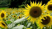 夏の花 ひまわり 太陽に向かってのデスクトップ壁紙 ワイド画面 1920×1080