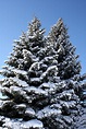 Two Snow Covered Pine Trees Picture | Free Photograph | Photos Public ...