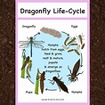 Dragonfly Life-Cycle Poster printable PDF | Etsy Nature Activities ...