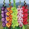 Garden Gladiolus Mix Flower Bulbs Multicolour Pack of 5 | Etsy