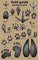 How to identify animal tracks - Soul Seekers