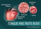 Sight, Sound, Smell, Taste, and Touch: How the Human Body Receives ...