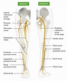 Thigh: Anatomy | Concise Medical Knowledge