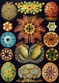 Ernst Haeckel: el hombre que unió a la ciencia y al arte