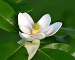 Sweetbay Magnolia (Magnolia virginiana) - Bowman's Hill Wildflower Preserve