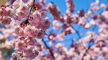 Cherry Blossoms: Everything You Need To Know Before Planting