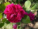 Rose (Rosa 'Eugene de Beauharnais') in the Roses Database - Garden.org
