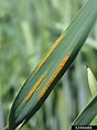 stripe rust (Puccinia striiformis)