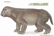 The Position of Mammals in Evolution Is Best Described as