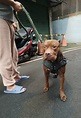 比特犬去年咬傷其他犬隻被罰今年仍未戴嘴套 動保處重罰7.5萬元