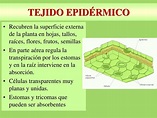 PPT - TEJIDOS VEGETALES PowerPoint Presentation, free download - ID:5280594