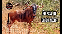 Toro Salvaje – Los toros mas salvajes del mundo – Toros salvajes – ÑU ...