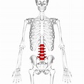 Lumbar vertebrae - Wikipedia