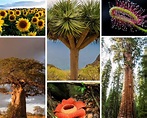 Reino Plantae: qué es, características, reproducción, ejemplos