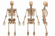 How many bones are there in the human body? | The Scottish Sun