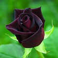 Rosa Príncipe Negro Raríssima C/botão - 40cm - R$ 39,90 em Mercado Livre