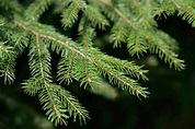 How to Grow and Care for Norway Spruce