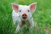 Tipos de carne de cerdo y todas sus propiedades | Bartalent