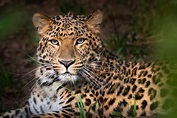 Leopardo de Amur (Panthera pardus orientalis) - Características ...