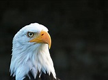 Foto profissional gratuita de água-de-cabeça-branca, águia, águia-americana