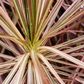 Dracaena marginata 'Bicolour' | Carbeth Plants