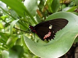 Free Black little butterfly Stock Photo - FreeImages.com