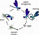Dragonfly Life Cycle: Stages of Development, Egg, Larva, Adult