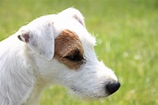 Parson Russell Terrier Rasseportrait: Wesen, Pflege & Gesundheit ...