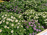 Violeta de Persia-Violeta de Arabia-Exacum Affine – Para Mi Jardín